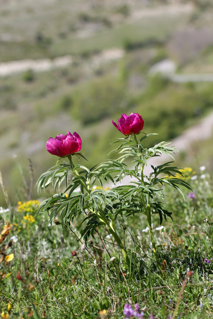 Paeonia officinalis